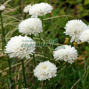 Ԃ̕c/VX^[f[W[FT}[Xm[{[3|bg