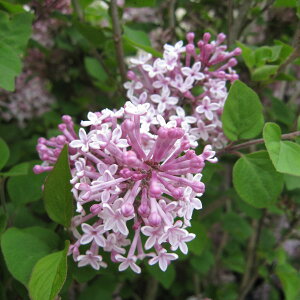 Ԗ ؂̕c/qCbNFpr4|bg[4`6Jԁ@^@ɉԕtǂi@F]