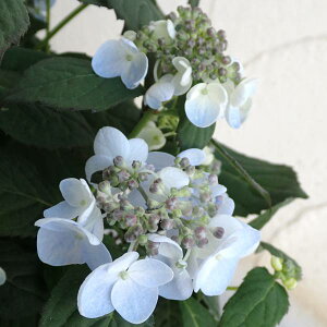 Ԗ ؂̕c/}AWTCFgT~XYiyj4|bg