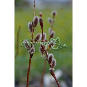 Ԗ ؂̕c/lRiMiLjFl\lRiM2.5`3|bg 2Zbg