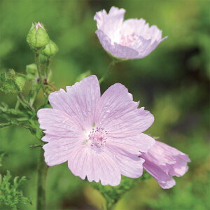 Ԃ̕c/}EFXN}E@AbvubT3.5|bg 2Zbg