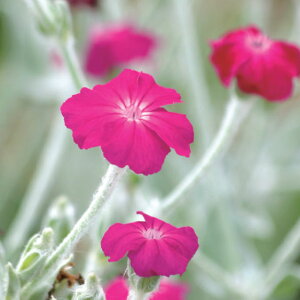 Ԃ̕c/NjXFRiA AgTMlAiXCZmEj3.5|bg