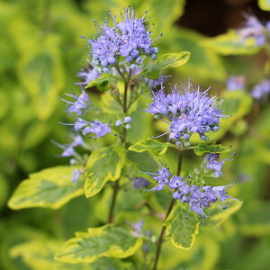 Ԃ̕c/JIveXFT}[\xbg3.5|bg