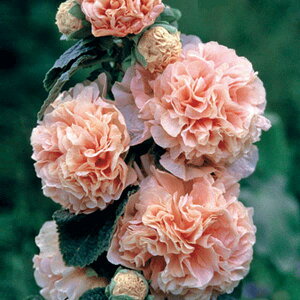 Ԃ̕c/AZAi^`AICjF_uT[sN3.5|bg