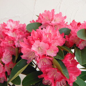 Ԗ ؂̕c/mVNiQFs[`pC3.5|bg