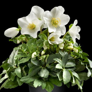 NX}X[YinjF*jQHGCWG4.5|bg