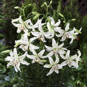 /FVfA[@XC[gT_[2 2܃Zbg