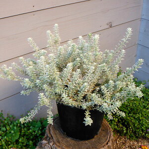 Ԗ ؂̕c/EGXgMAFX[L[6|bg