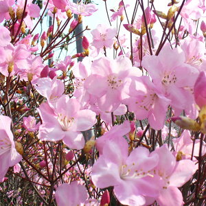 Ԗ ؂̕c/ccWFAJVI30`40cm