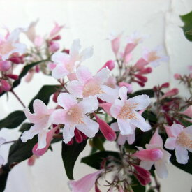 花木 庭木の苗/コルクウィッチア：アマビリス3号ポット