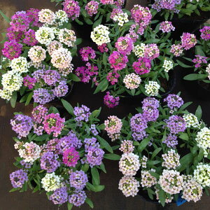 Ԃ̕c/AbTF~bNX3.5|bg 24Zbg