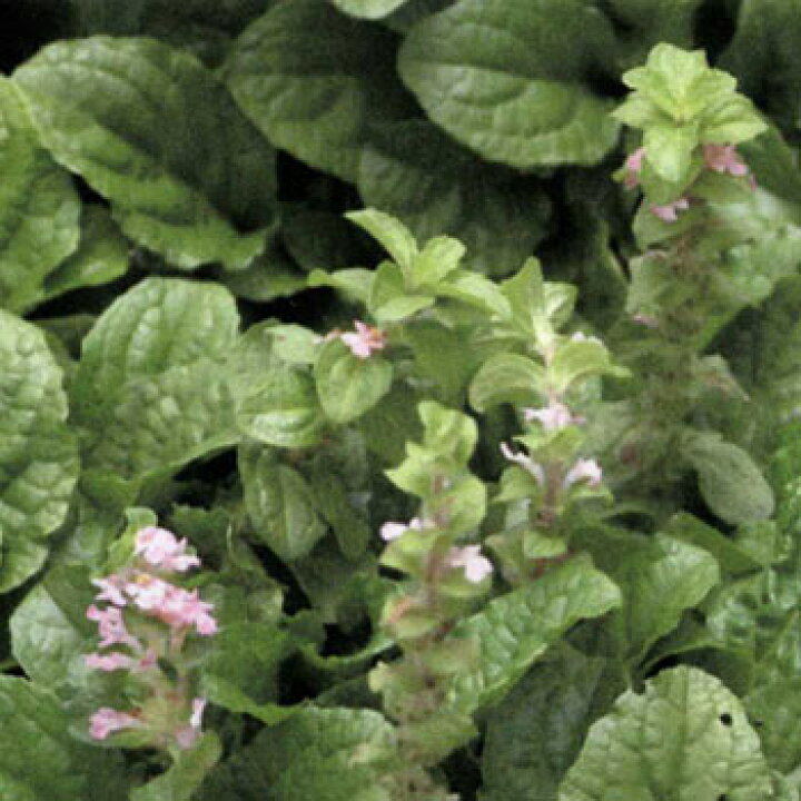 楽天市場 送料無料 アジュガ レプタンス ピンクシェル ピンクエルフ 3号ポット 24株セット 園芸ネット プラス