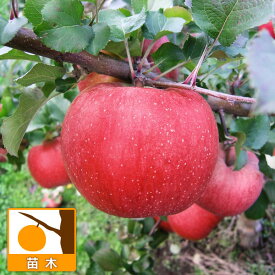 果樹の苗/リンゴ：ルビースイート4～5号ポット