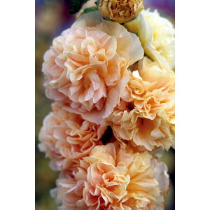 Ԃ̕c/AZAi^`AICjF_uVCY3.5|bg 2Zbg