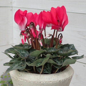 Ԃ̕c/VNF{{jG[3|bg 3Zbg