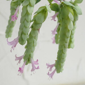 Ԃ̕c/IKmFuXgNX3.5|bg