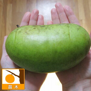 ʎ̕c/||[F|g}bNiږؕcj5|bg