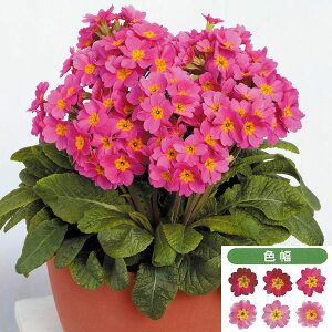 Ԃ̕c/K[fvFAJgVV(R)sN3.5|bg