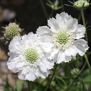 Ԃ̕c/XJrITi}cV\EjFR[JTXzCg3.5|bg