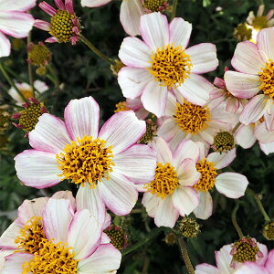 Ԃ̕c/EC^[RXXirfXjFXgx[~N3-3.5|bg