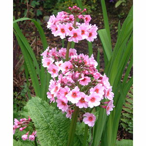 Ԃ̕c/vEW|jJiN\EjFAbvubT3|bg 2Zbg