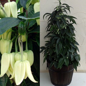 N}`XFiGVX8c[dĂƏĐv^[F[ہij̃Zbg