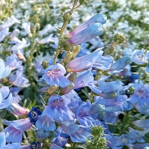 Ԃ̕c/yXeFGNgbNu[3.5|bg 2Zbg