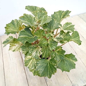 R쑐̕c/cuLFi~_IEM)5A