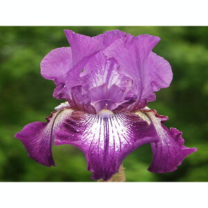 Ԃ̕c/W[}ACXF~bhiCgtH[3.5|bg