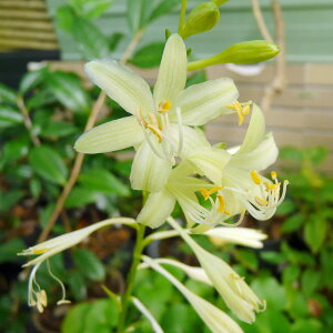 Ԃ̕c/M{EVizX^jF~Nj[3.5|bgiNcj