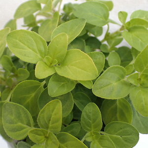 Ԃ̕c/IKmFm[gYS[h2.5|bg 6Zbg