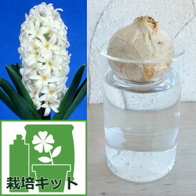 球根/ヒヤシンスの水栽培セット：白 とガラスポットショート