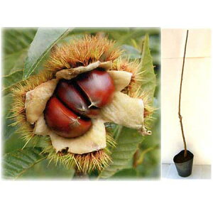 ʎ̕c/NiIjFۂ낷4`5|bg