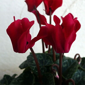 Ԃ̕c/VNFX[p[xm@fB[vCbh3|bg