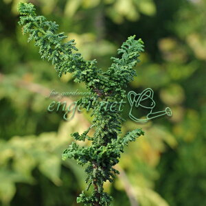 R쑐̕c/qmLFΉqmL2.5|bg