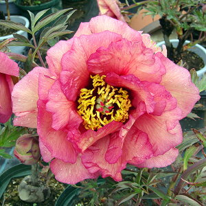 Ԗ ؂̕c/OiڂjFS[M3Nc6|bg