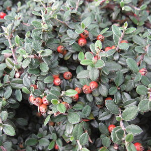 Ԗ ؂̕c/RglAX^[FOERtBX3|bg