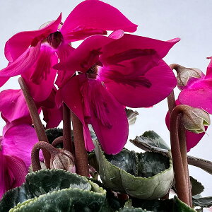 Ԃ̕c/VNFy`R[g _[NoCIbg3O|bg