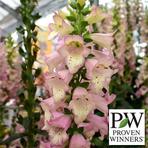 Ԃ̕c/nCubhWM^XFX[p[WM^Xx[Ji[3.5|bg