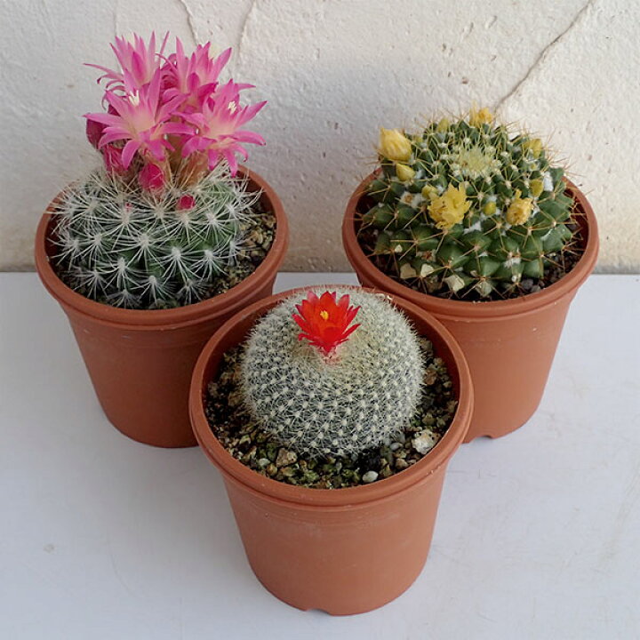 楽天市場】観葉植物/サボテン：ハナサボテン 品種ミックス3号ポット 3 