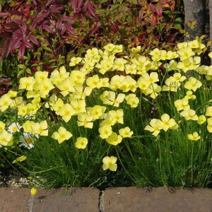 Ԃ̕c/GXR`AF~j`ATf3|bg 6Zbg