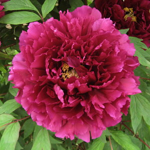 Ԗ ؂̕c/OiڂjFٖPiۂj2`3Nc6|bg