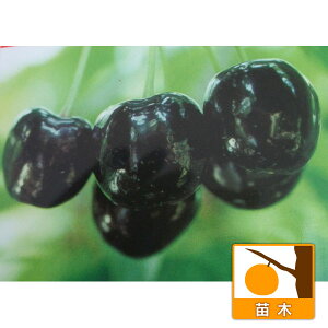 ʎ̕c/TN{FJifBA`F[4.5|bg