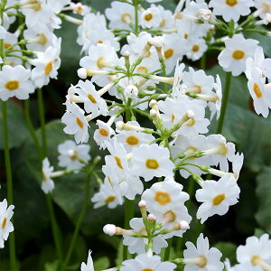 Ԃ̕c/vEW|jJiN\EjF|XgtH[hzCg3|bg 2Zbg