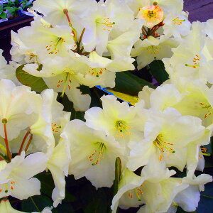 Ԗ ؂̕c/VNiQimjFCOnCG[40`50cm