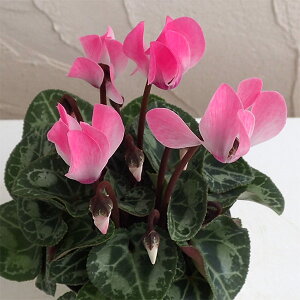 Ԃ̕c/VNFX[p[xm@lIt[3|bg 5Zbg