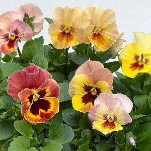 Ԃ̕c/pW[F炭@AvRbgeB3`3.5|bg 12Zbg