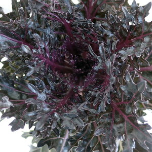 Ԃ̕c/n{^Fqv~Aiؗtnj2.5|bg 2Zbg