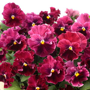 Ԃ̕c/[]pW[FGɂȂX~FB[m3.5|bg 12Zbg