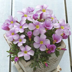 Ԃ̕c/ILUXFunslX@\tgsN3-3.5|bg 2Zbg